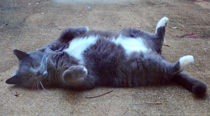 Revealed: Team Wiggins Nutrition Secrets for Cyclists