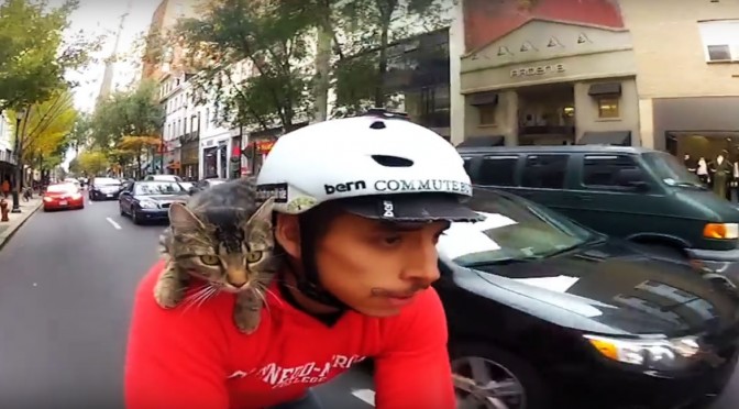 Coolest Cat Video Ever: MJ the Cycling Cat